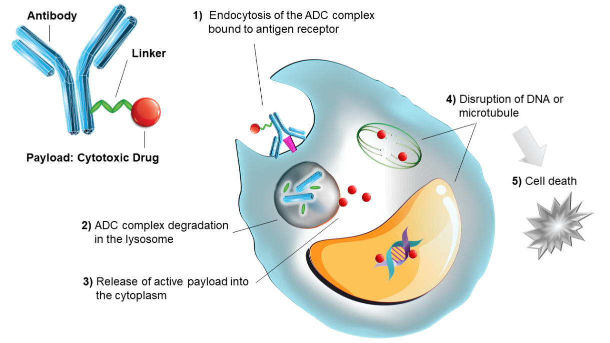 Mechanism of Action of Antibody-Drug Conjugates