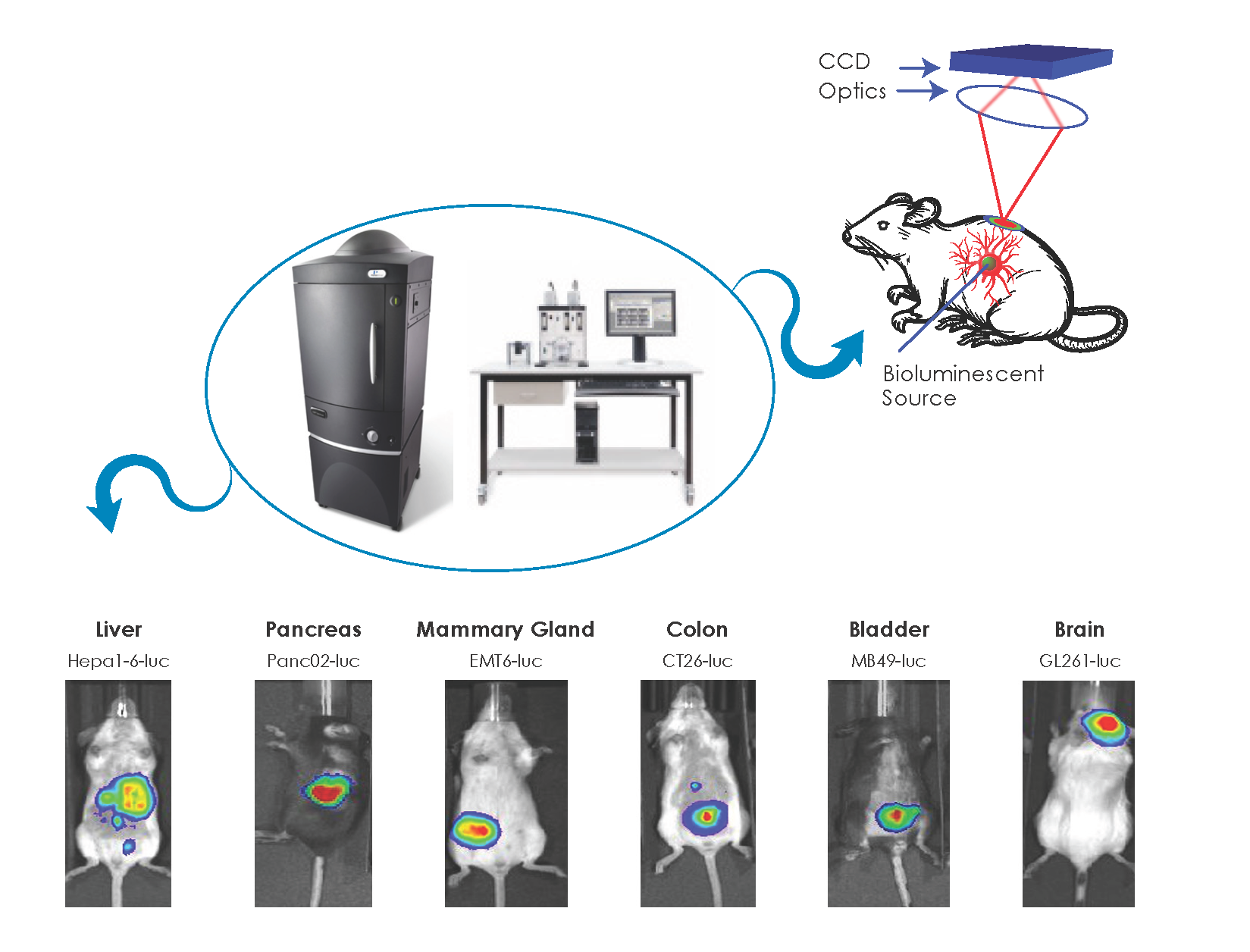 Pictures of the IVIS imaging system and bioluminescent tumors in the brain, pancreas, mammary gland, colon, bladder and brain of mice